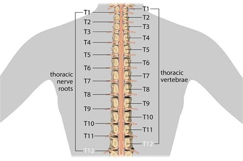 <b>Compression</b> can be reduced by examining the neurological system. . T12 nerve root compression symptoms